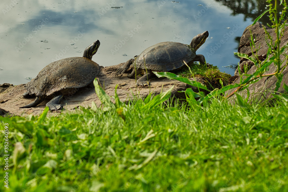 Obraz premium 2020-05-24 TWO TURTLES SUNNING ON A ROCK AT THE CITY OF MEDINA WASHINGTON PARK