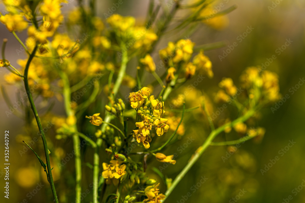 Rural landscape, Oilseed rape, biofuel. Soft focus. Technical crop. Yellow flowering, ripening rapeseed on an agricultural field Rural landscape, Oilseed rape, biofuel. Soft focus. Technical crop. Yellow flowering, ripening rapeseed on an agricultural field