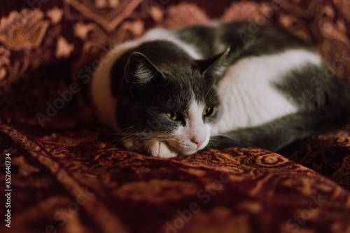 Beautiful cat cosily curled up on bed, close up. Shallow depth of field.
