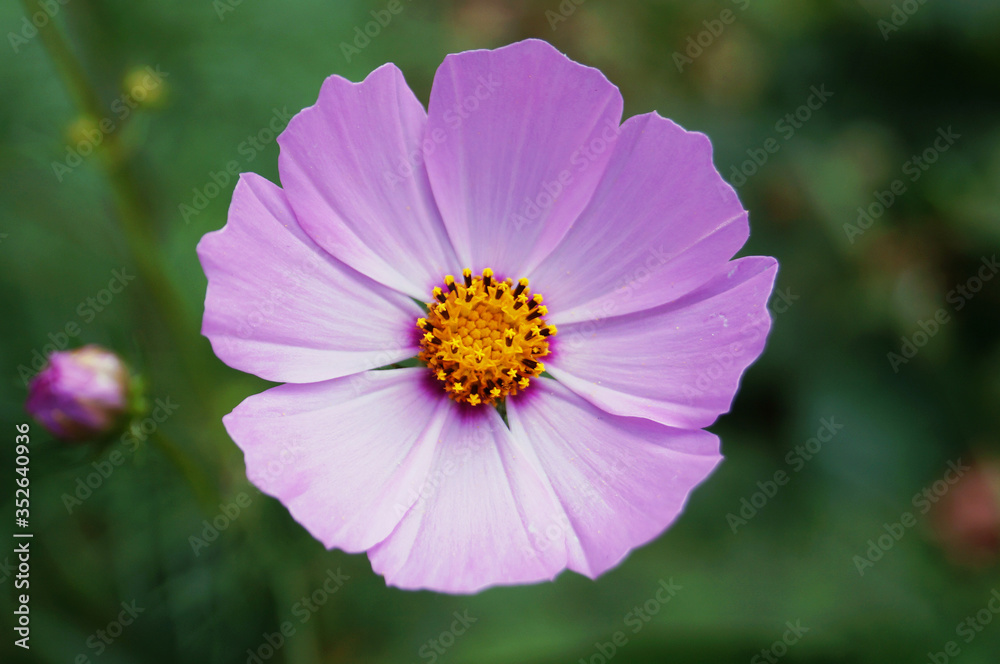 Pink decorative flower with delicate petals and a yellow center on a stem with green leaves Pink decorative flower with delicate petals and a yellow center on a stem with green leaves