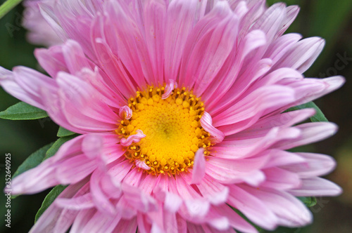 Pink decorative flower with delicate petals and a yellow center on a stem with green leaves