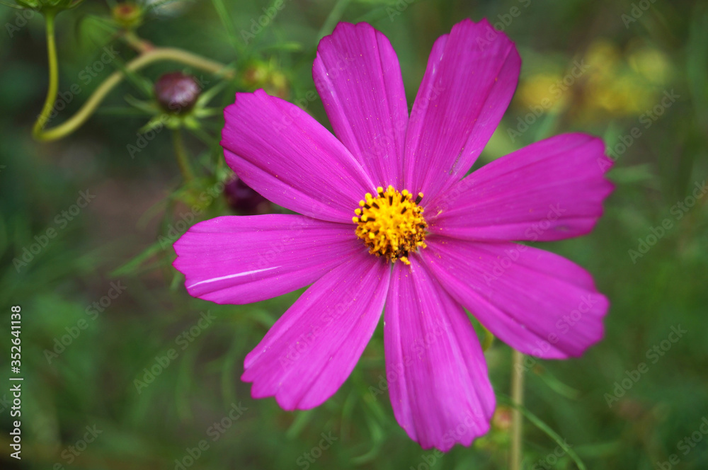 Pink decorative flower with delicate petals and a yellow center on a stem with green leaves Pink decorative flower with delicate petals and a yellow center on a stem with green leaves