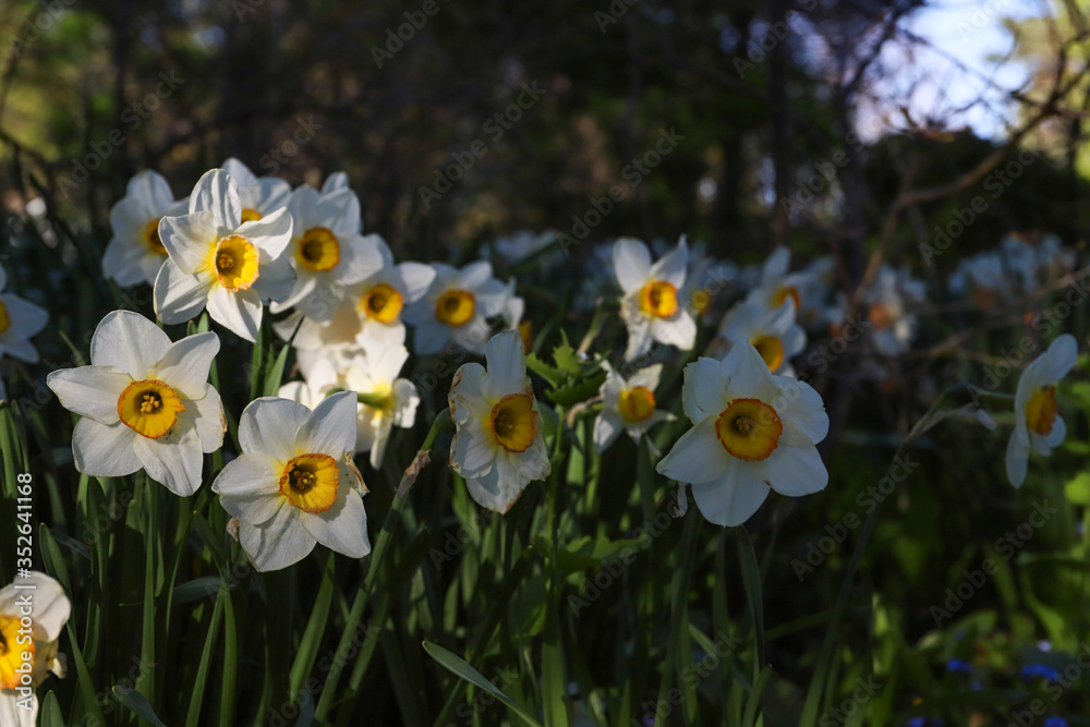 spring flowers in the garden. Nature background spring flowers in the garden. Nature background