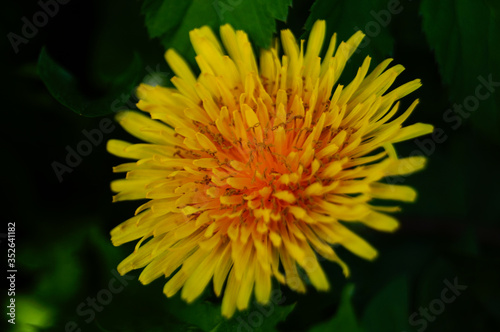 Field decorative flower with yellow petals and a yellow center on a branch with green leaves on a summer day