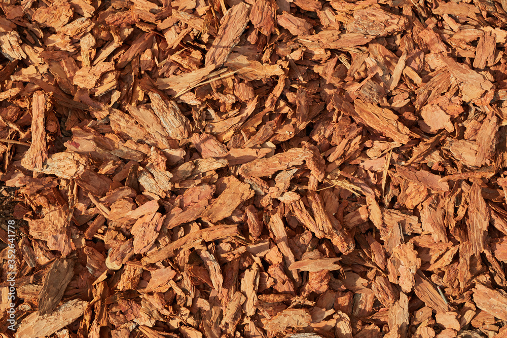 red tree bark in the sun red tree bark in the sun