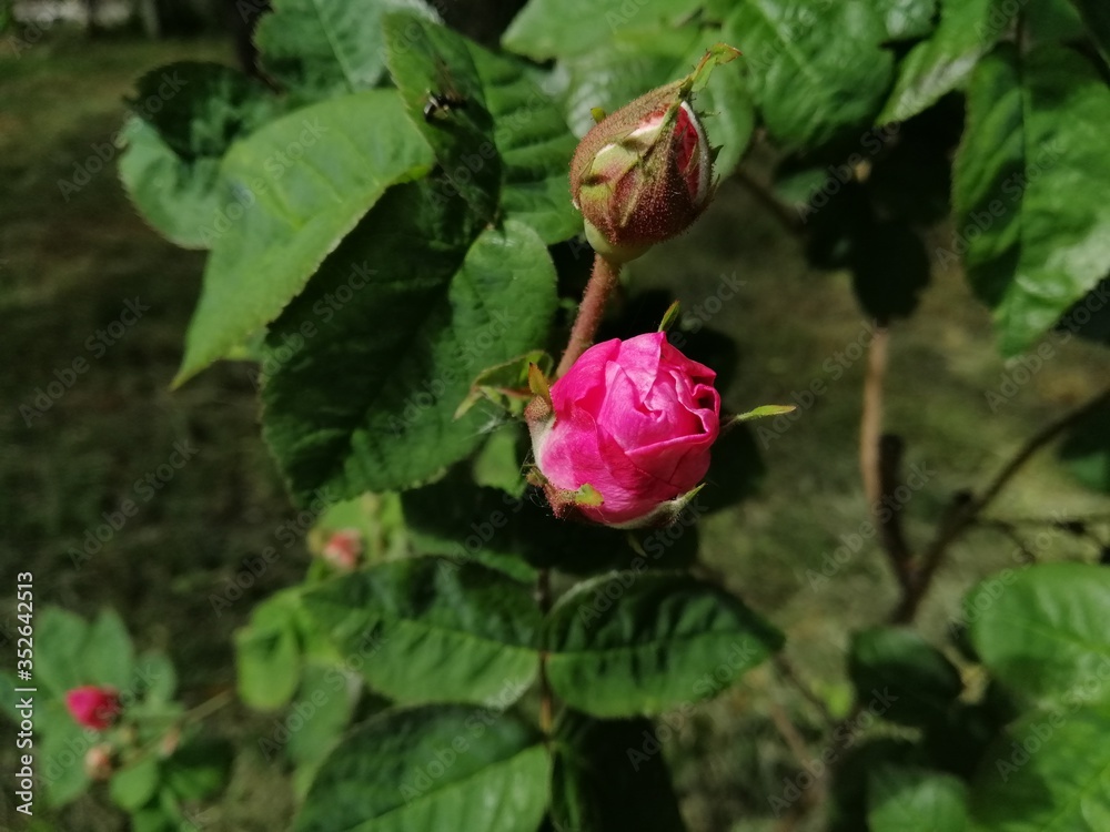 pink rose in garden