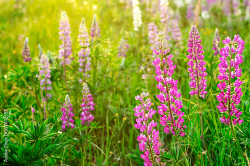 Lupins in the field at sunset. Summer sunset with flowers in the field.