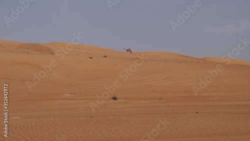 Dunes with camel