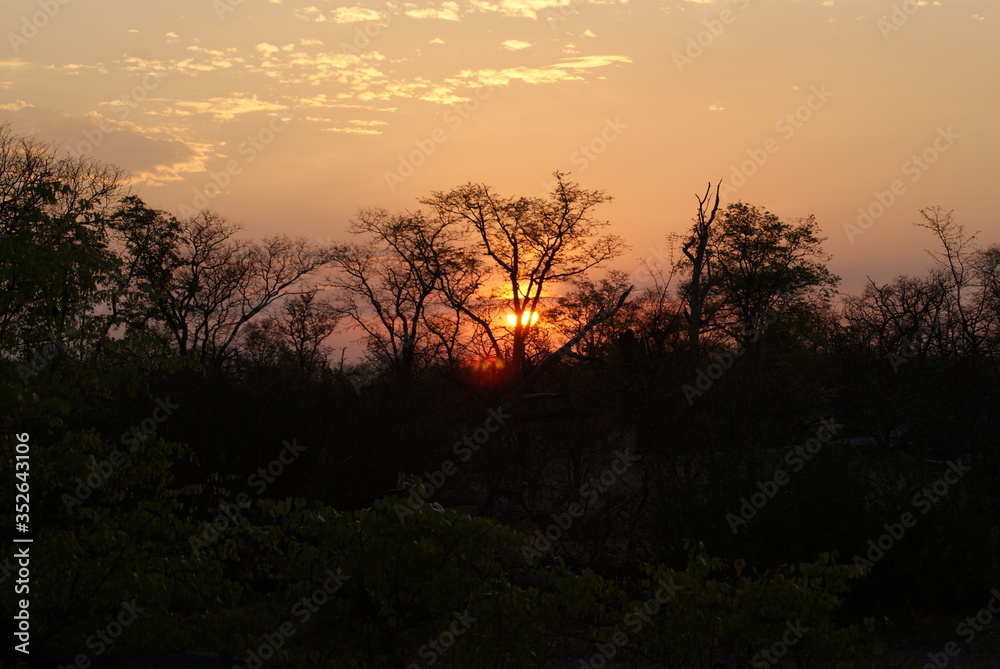 Sunset in savannah