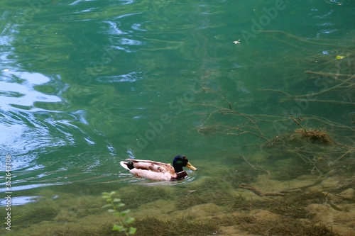 Male mallard duck swimming in the river Krka, Croatia. Selective focus.