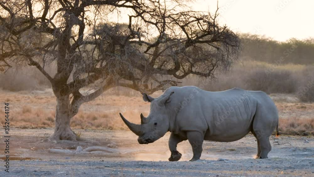 White Rhinoceros Bull Feeling Anxious And Stepping Backwards With Sunset Light On The Background In Khama Rhino Sanctuary In Botswana. - wide shot White Rhinoceros Bull Feeling Anxious And Stepping Backwards With Sunset Light On The Background In Khama Rhino Sanctuary In Botswana. - wide shot