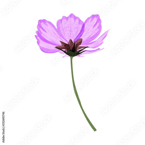 Isolated Illustration of a cosmos flower, done in a pink purple with paper texture 