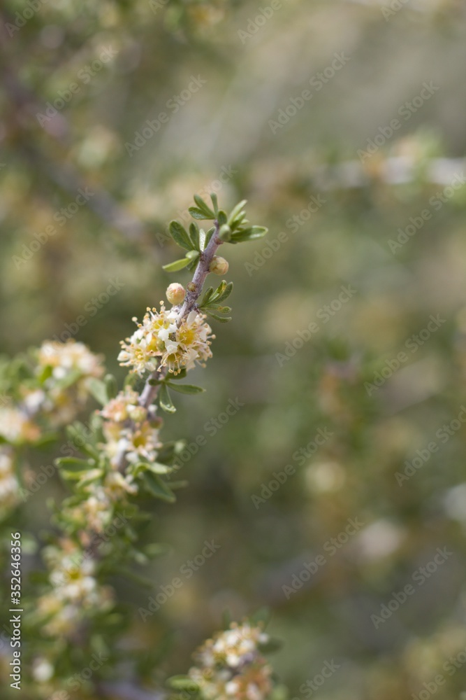 Small white blossoms emerge on Desert Almond, Prunus Fasciculata, Rosaceae, native shrub in Pioneertown Mountains Preserve, Southern Mojave Desert, Springtime. Small white blossoms emerge on Desert Almond, Prunus Fasciculata, Rosaceae, native shrub in Pioneertown Mountains Preserve, Southern Mojave Desert, Springtime.