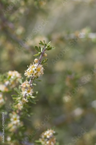 Small white blossoms emerge on Desert Almond, Prunus Fasciculata, Rosaceae, native shrub in Pioneertown Mountains Preserve, Southern Mojave Desert, Springtime.