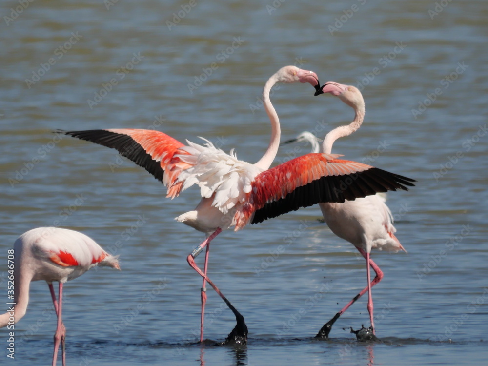 couple of Pink Flamingo fighting with their beaks and with open wings in the water of the lagoon