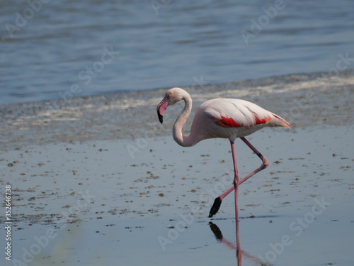 Pink Flamingo moving and reflecting in the water of the lagoon © filippoph
