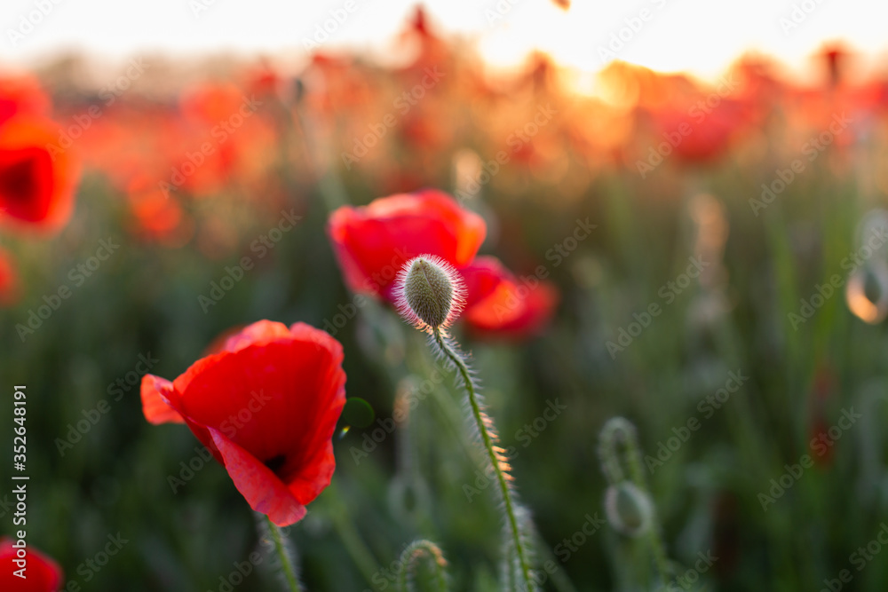 Naklejka premium Bud and blooming poppies at sunset in a field in Russia