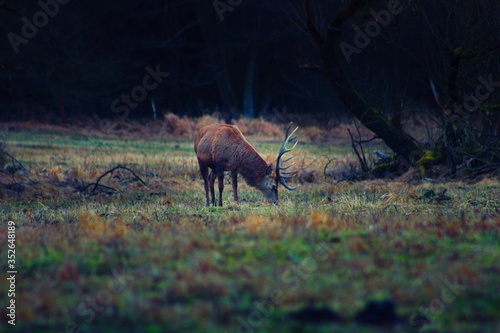 A deer grazes on a pasture in the early evening.Alone animal - deer with antlers grazes. It`s early autumn evening.