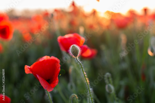Bud and blooming poppies at sunset in a field in Russia