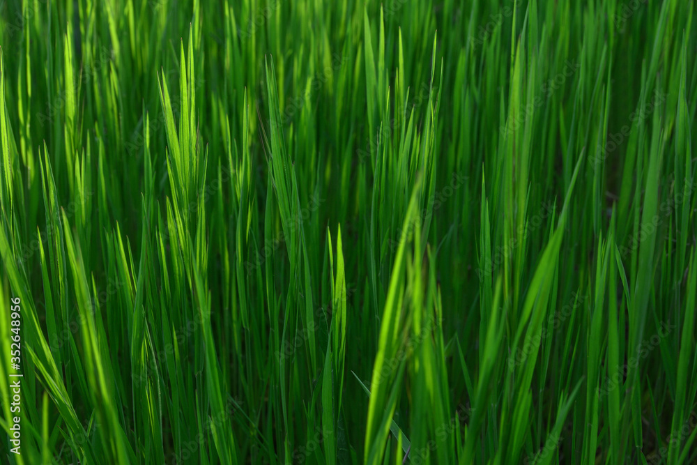 Grass. Fresh green spring grass with dew drops closeup. Sun. Soft Focus. Abstract Nature Background Grass. Fresh green spring grass with dew drops closeup. Sun. Soft Focus. Abstract Nature Background
