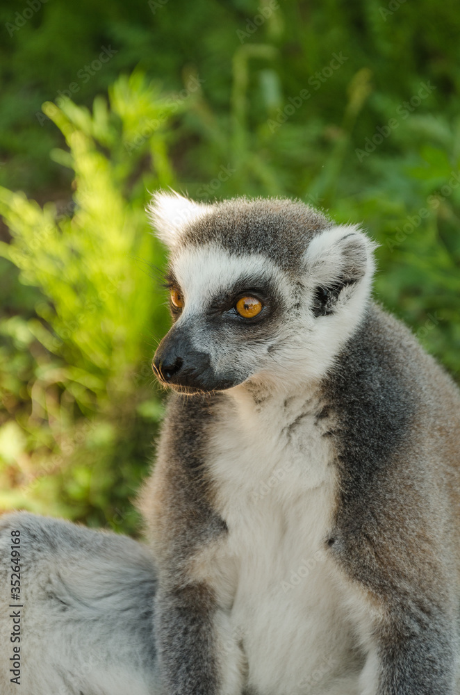 Naklejka premium Sitting lemur