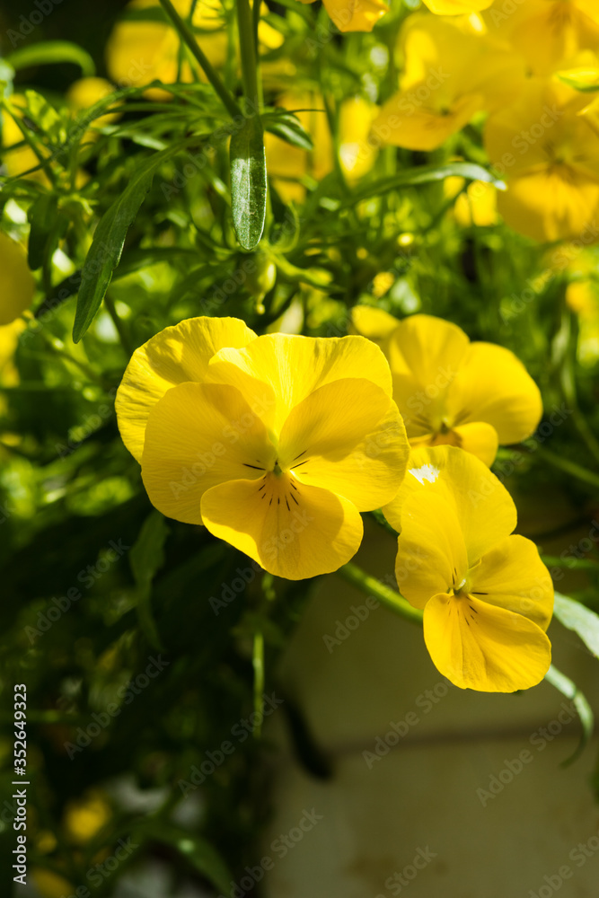 yellow flowers in the garden yellow flowers in the garden