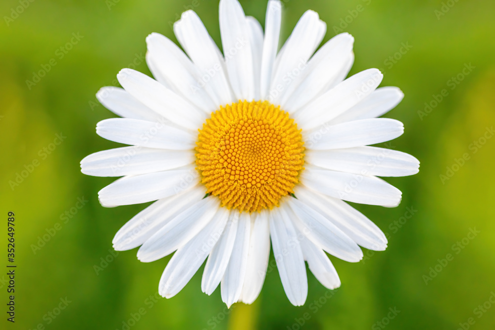 Obraz premium close up of white marguerite flowers in meadow. Flower is also called ox-eye daisy, oxeye daisy or dog daisy