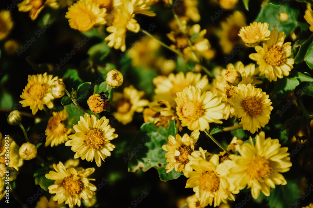 Background with blossoming a chrysanthemum. Floral spring background. Top view of yellow chrysanthemums. Background with blossoming a chrysanthemum. Floral spring background. Top view of yellow chrysanthemums.