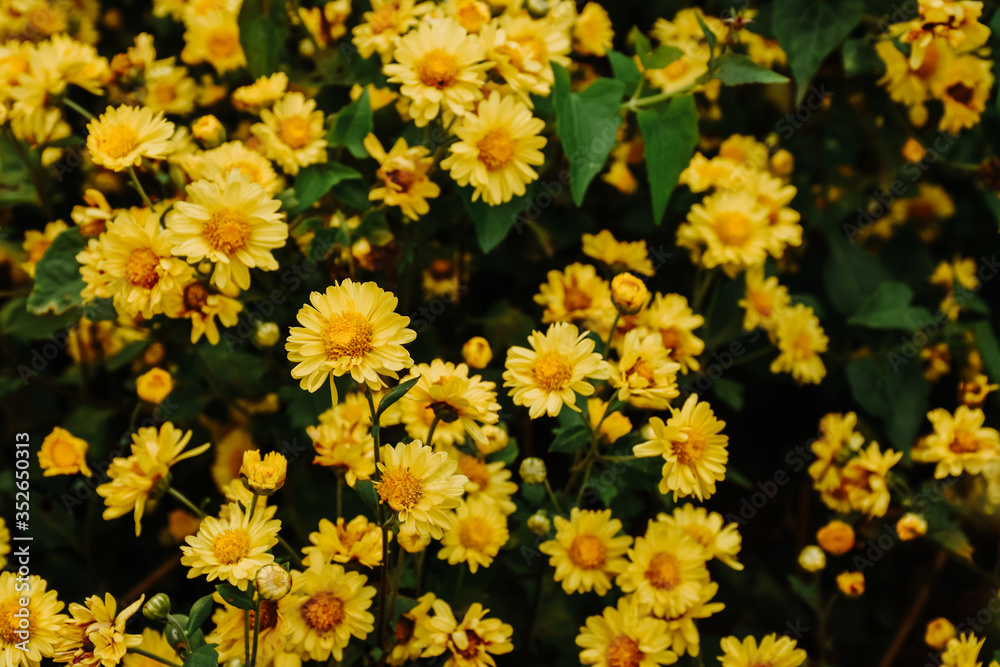 Background with blossoming a chrysanthemum. Floral spring background. Top view of yellow chrysanthemums. Background with blossoming a chrysanthemum. Floral spring background. Top view of yellow chrysanthemums.