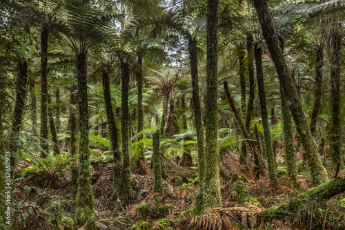 New Zealand Tree Fern - Dicksonia squarrosa