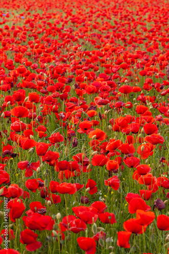 A field of poppies at sunset in the shallow depths of the field. The sunset looks good as a backdrop for posters and banners. Warm sunlight on spring evenings.