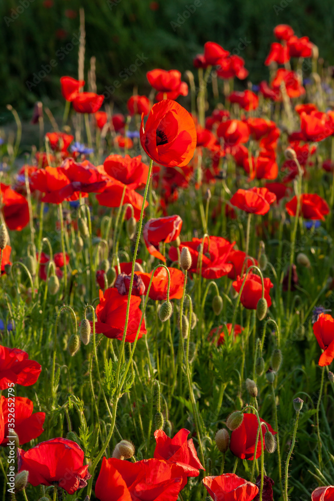 A field of poppies at sunset in the shallow depths of the field. The sunset looks good as a backdrop for posters and banners. Warm sunlight on spring evenings.