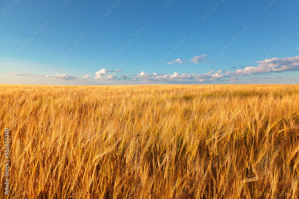 Wheat field on a sunny summer day