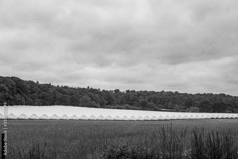 Fototapeta premium on green field are many foil greenhouses