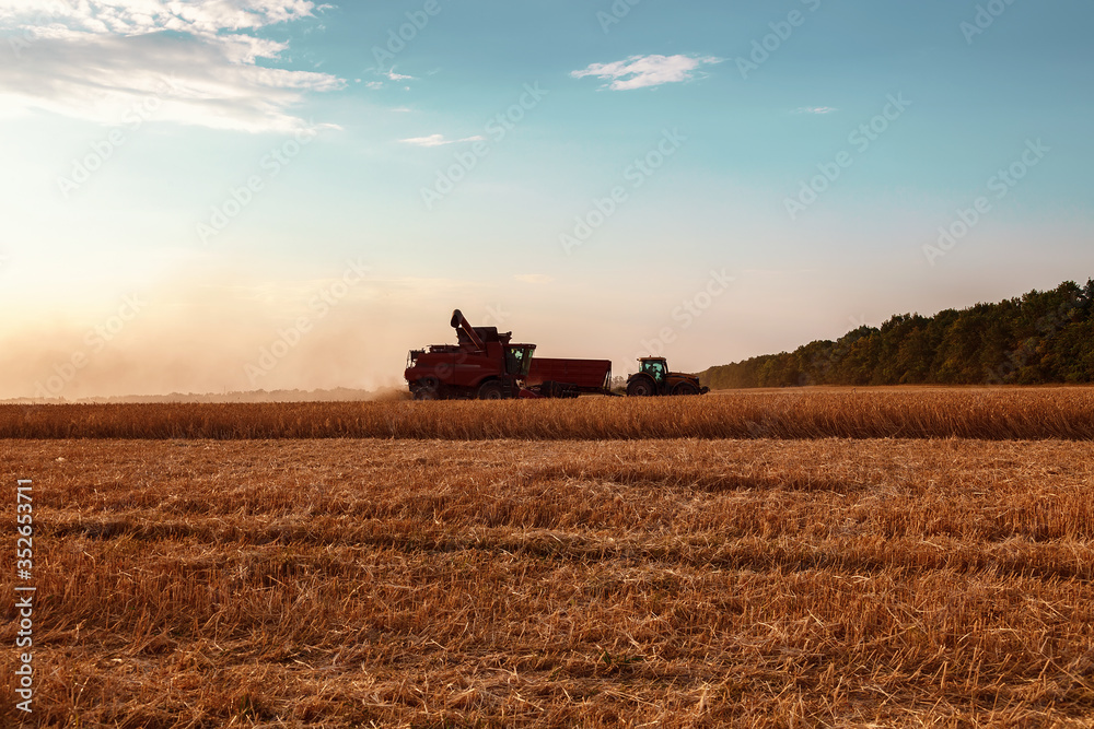 Naklejka premium Combine harvester in a wheat field on a sunny summer day