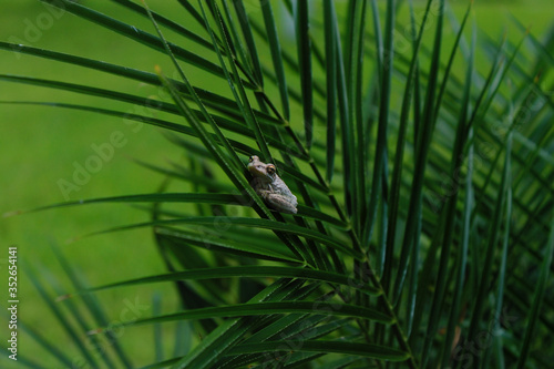 little speckled Cuban tree frog on a green palm frond in Florida