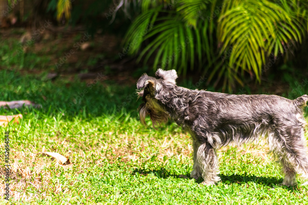 schnauzer