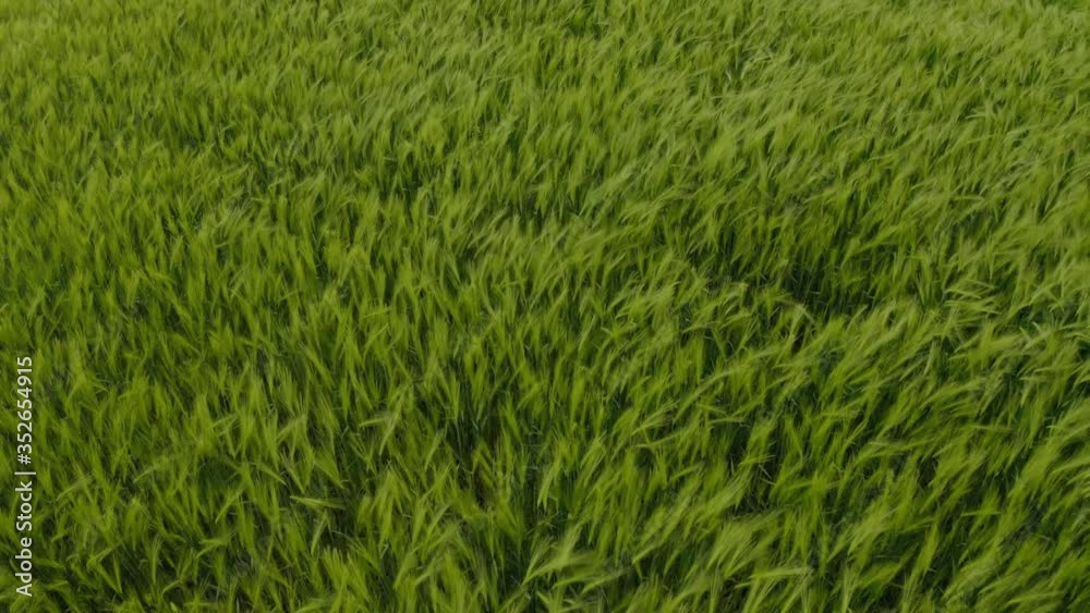 Beautiful view of wheat field. Drone video recording Beautiful view of wheat field. Drone video recording