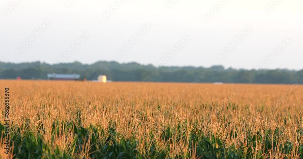 Corn Fields Agriculture Industry Wide