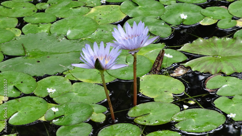 Pantano Pantano