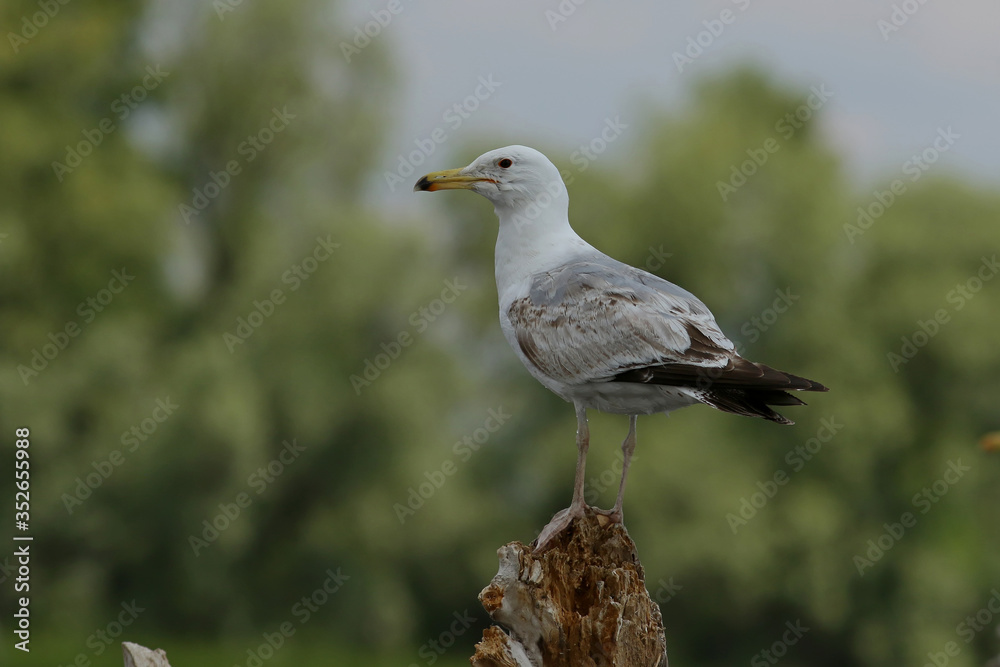 Obraz premium seagull on the beach