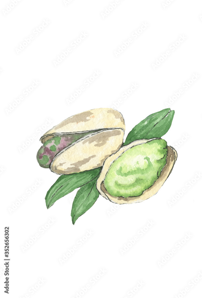 Naklejka premium Hand drawn watercolor pistachio nuts with leaves isolated on white background