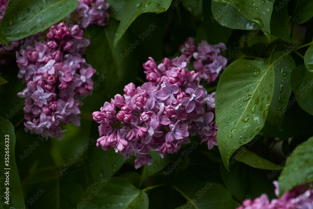 Close-up of blooming lilacs in the rain against park or garden background, selective focus Close-up of blooming lilacs in the rain against park or garden background, selective focus
