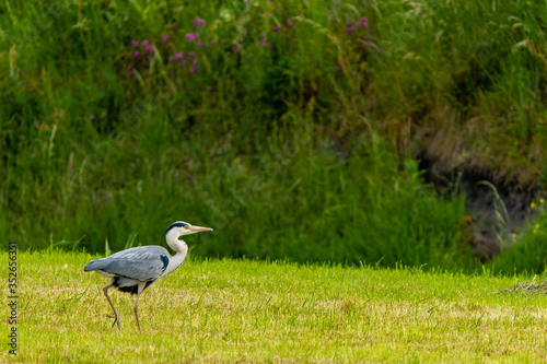Heron walking in the green grass