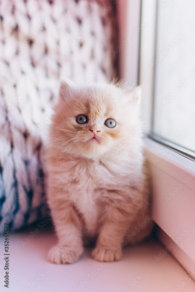 Little cute persian domestic kitten 
