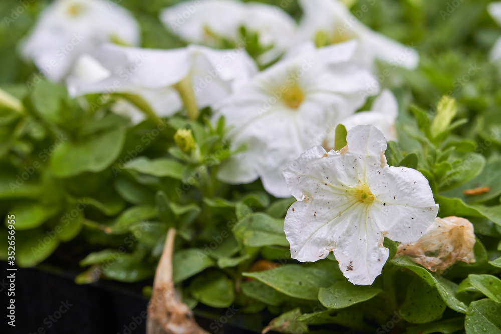 Many bright seedlings of flowers in plastic containers ready for planting on flowerbed in public park, selective focus Many bright seedlings of flowers in plastic containers ready for planting on flowerbed in public park, selective focus