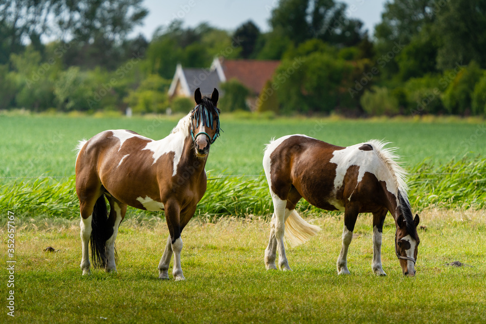 Fototapeta premium horses in the meadow