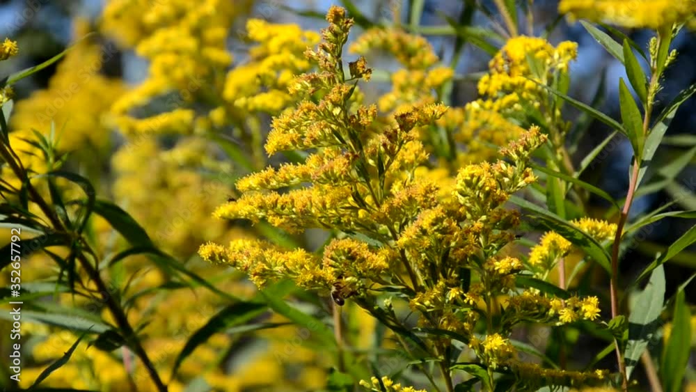 yellow bushes with flowers Spring or summer floral abstract background. Flower design and bokeh yellow bushes with flowers Spring or summer floral abstract background. Flower design and bokeh
