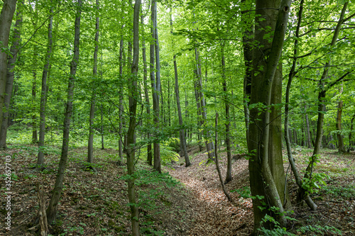 Forest in a suburban recreational and relaxing location in the Bratislava Forest Park