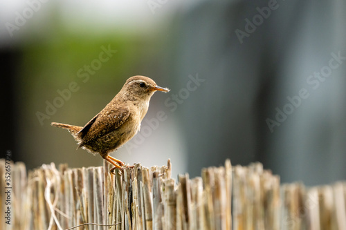 wren on a fence